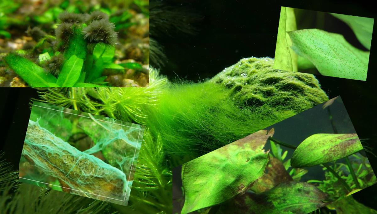 Economisch waarheid Schatting Algen in het aquarium. - Hoe voorkomen en bestrijden van algen?