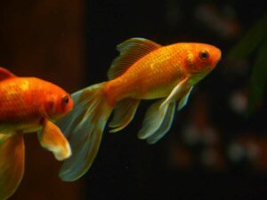 goudvissen in het aquarium houden